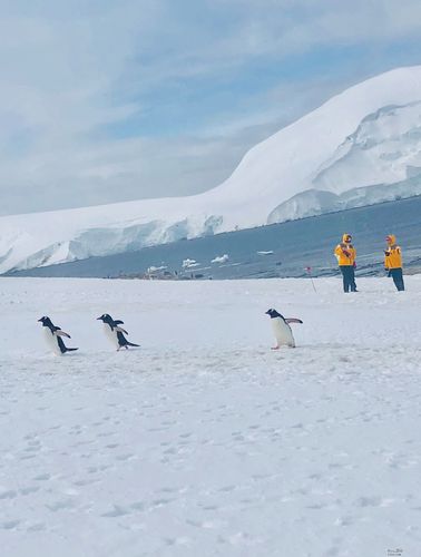 去南極旅遊需要多少人,去南極旅遊需要多少人民币