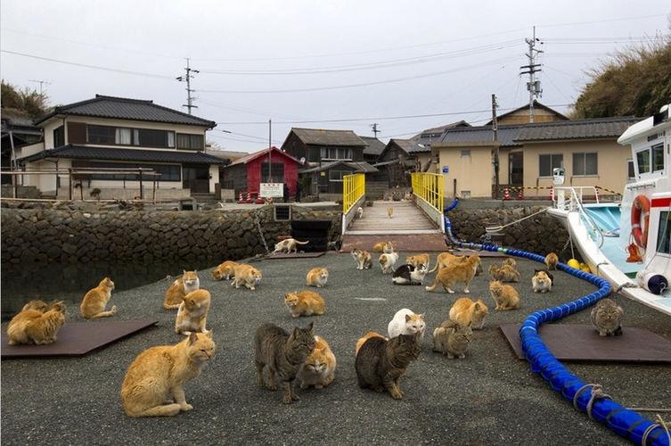 日本貓島旅遊,日本貓島旅遊攻略