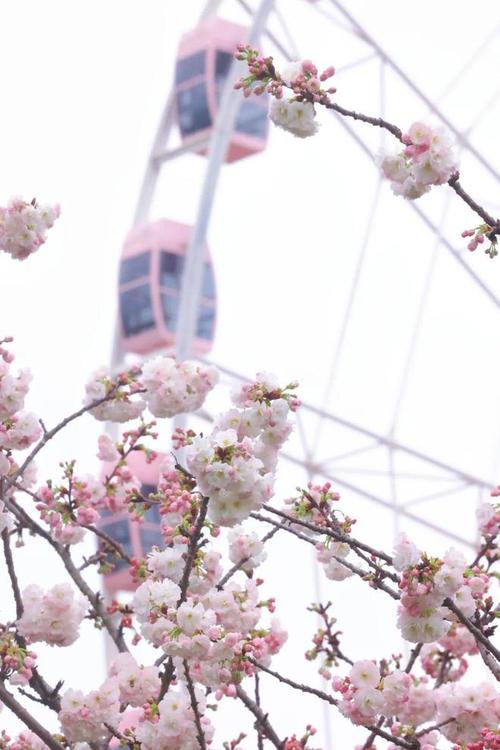 日本櫻緣旅遊株式會社招聘,櫻緣花園