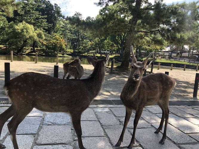 去日本旅遊的生肖有哪些,去日本旅遊玩什麼(me)