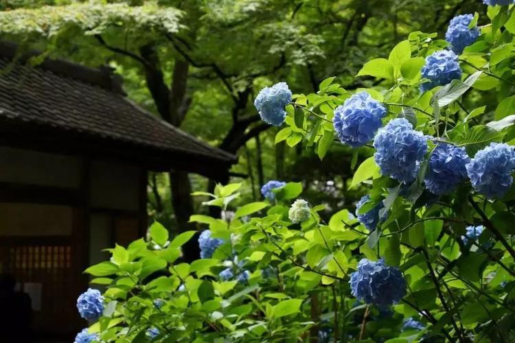 去日本旅遊大概花（去日本旅遊花費預計是多少）