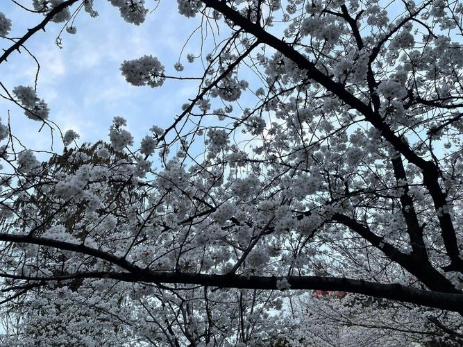 日本櫻花路旅遊（日本櫻花景區）